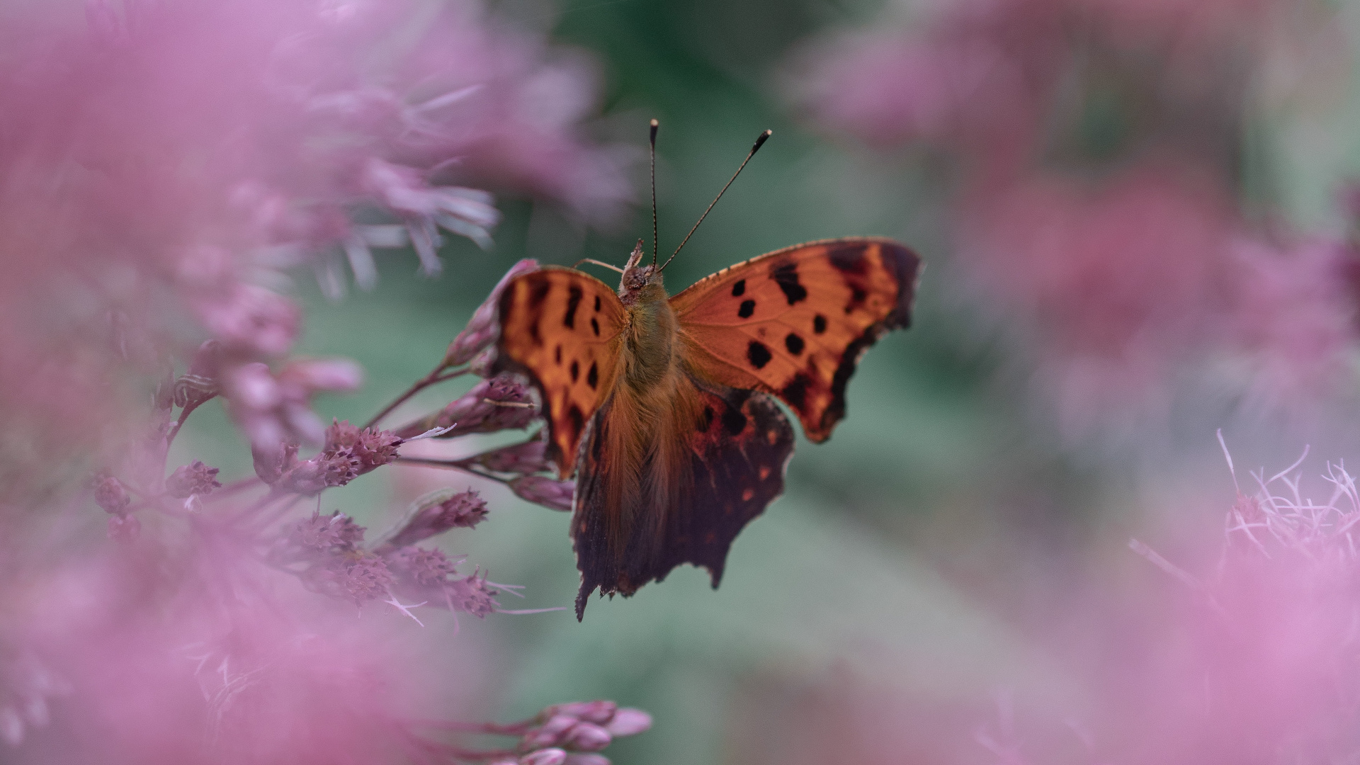 Papillon Brun et Noir Sur Fleur Rose. Wallpaper in 1920x1080 Resolution