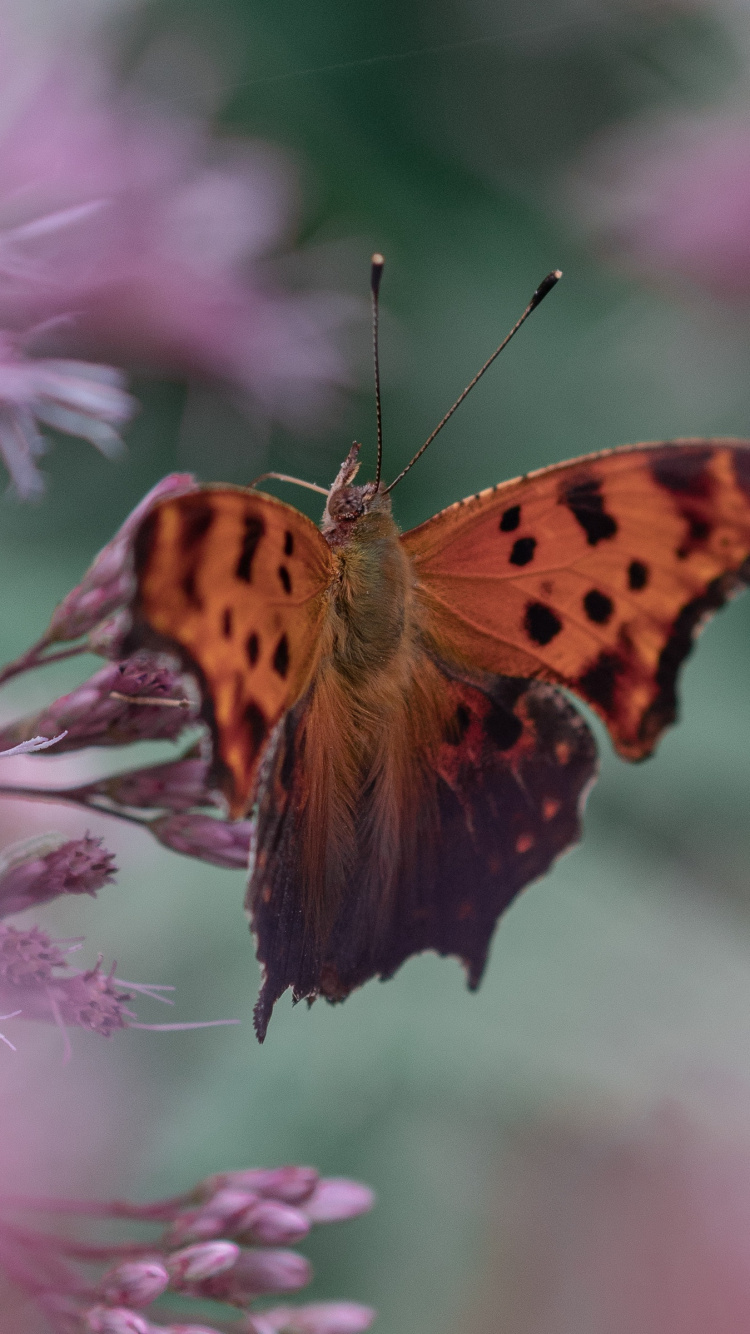 Brown and Black Butterfly on Pink Flower. Wallpaper in 750x1334 Resolution