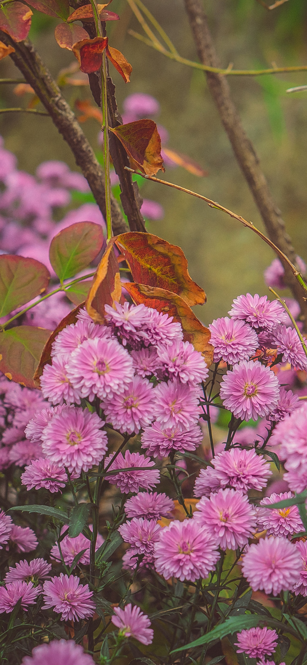 Pink Flowers With Green Leaves. Wallpaper in 1242x2688 Resolution