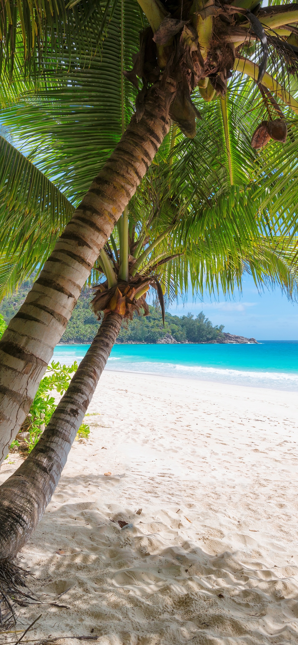 Coconut Tree on White Sand Beach During Daytime. Wallpaper in 1125x2436 Resolution