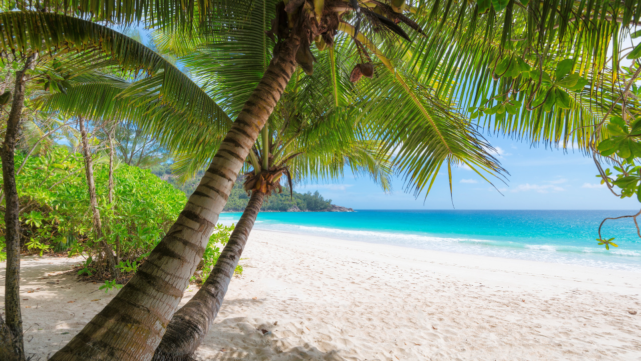 Coconut Tree on White Sand Beach During Daytime. Wallpaper in 1280x720 Resolution