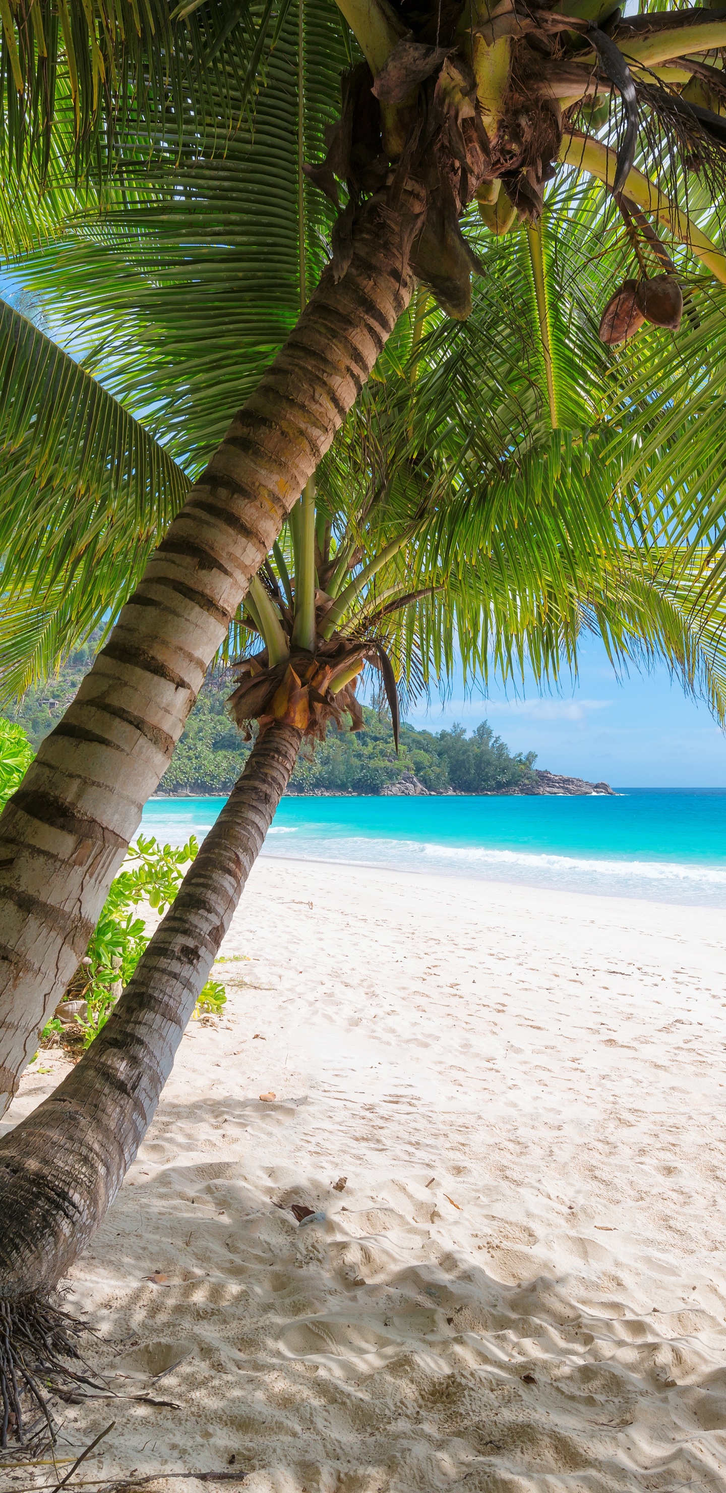 Coconut Tree on White Sand Beach During Daytime. Wallpaper in 1440x2960 Resolution