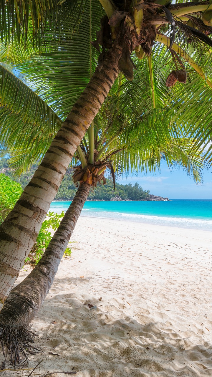 Coconut Tree on White Sand Beach During Daytime. Wallpaper in 720x1280 Resolution