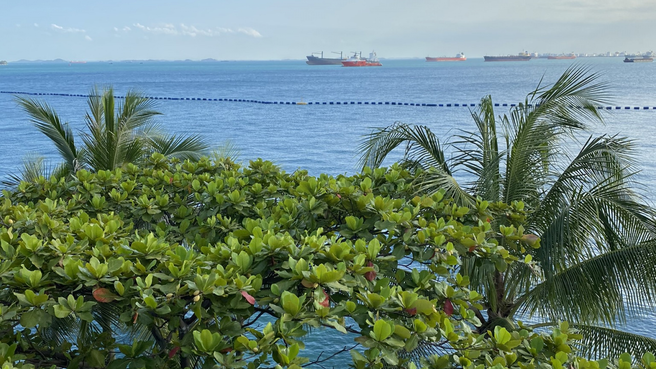 Vegetation, Palm Trees, Water, Leaf, Ocean. Wallpaper in 1280x720 Resolution