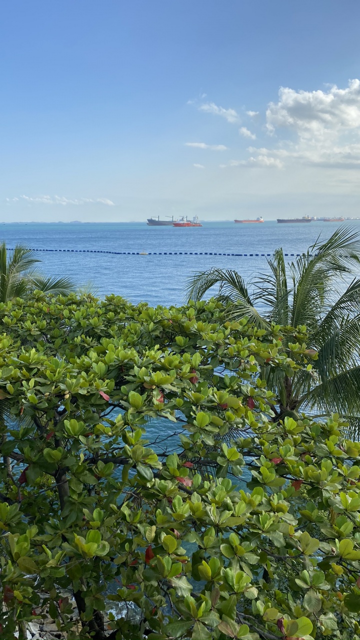 Vegetation, Palm Trees, Water, Leaf, Ocean. Wallpaper in 720x1280 Resolution