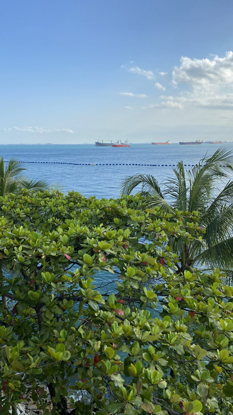 植被, 棕榈树, 海洋, Azure, 热带地区 壁纸 750x1334 允许