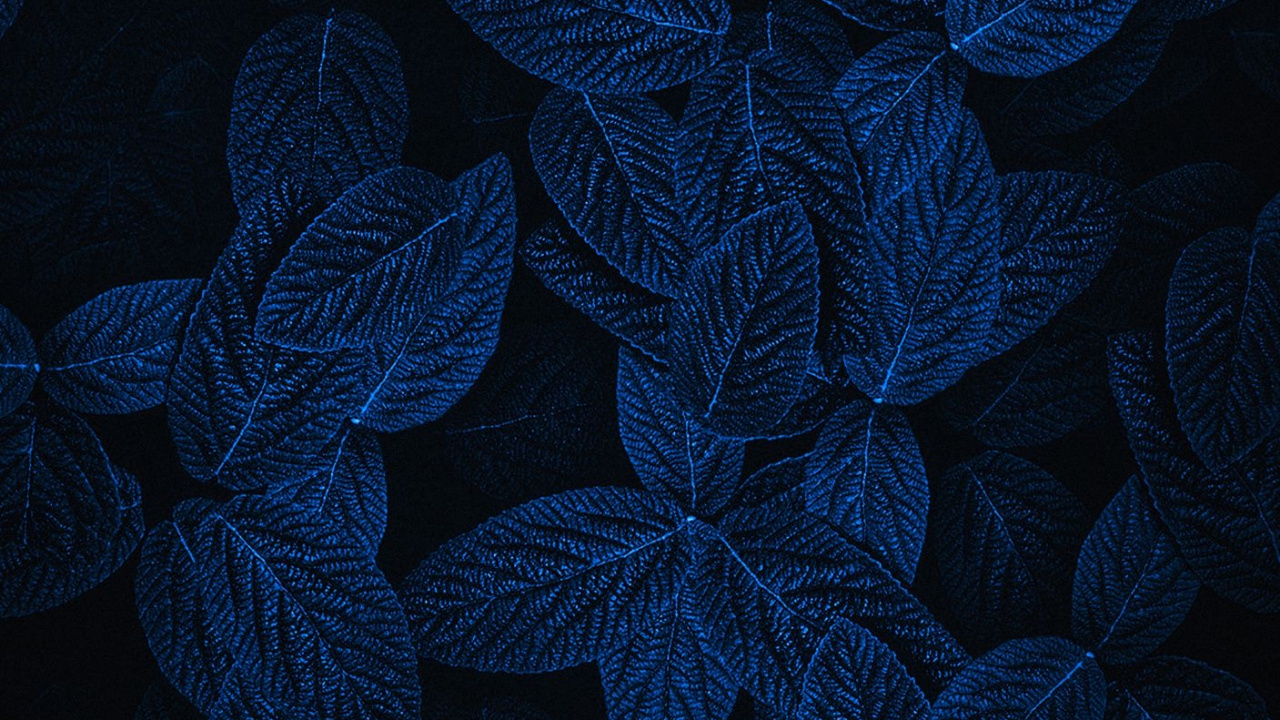 Licht, Design, Blütenblatt, Tischtuch, Rechteck. Wallpaper in 1280x720 Resolution