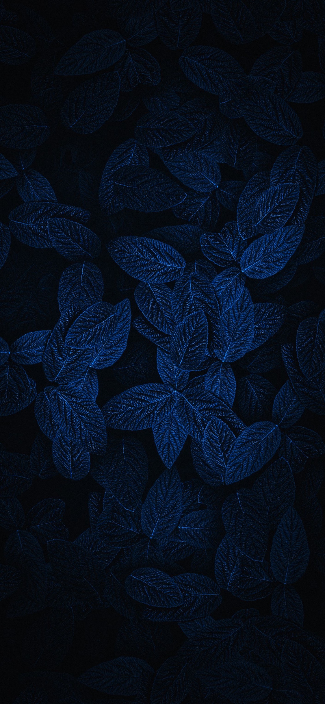 Light, Design, Plant, Petal, Tablecloth. Wallpaper in 1125x2436 Resolution