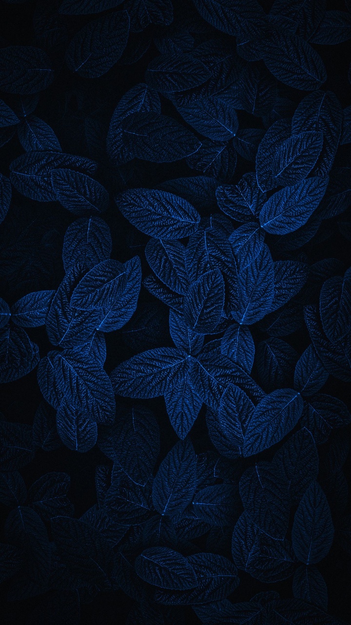 Light, Design, Plant, Petal, Tablecloth. Wallpaper in 720x1280 Resolution