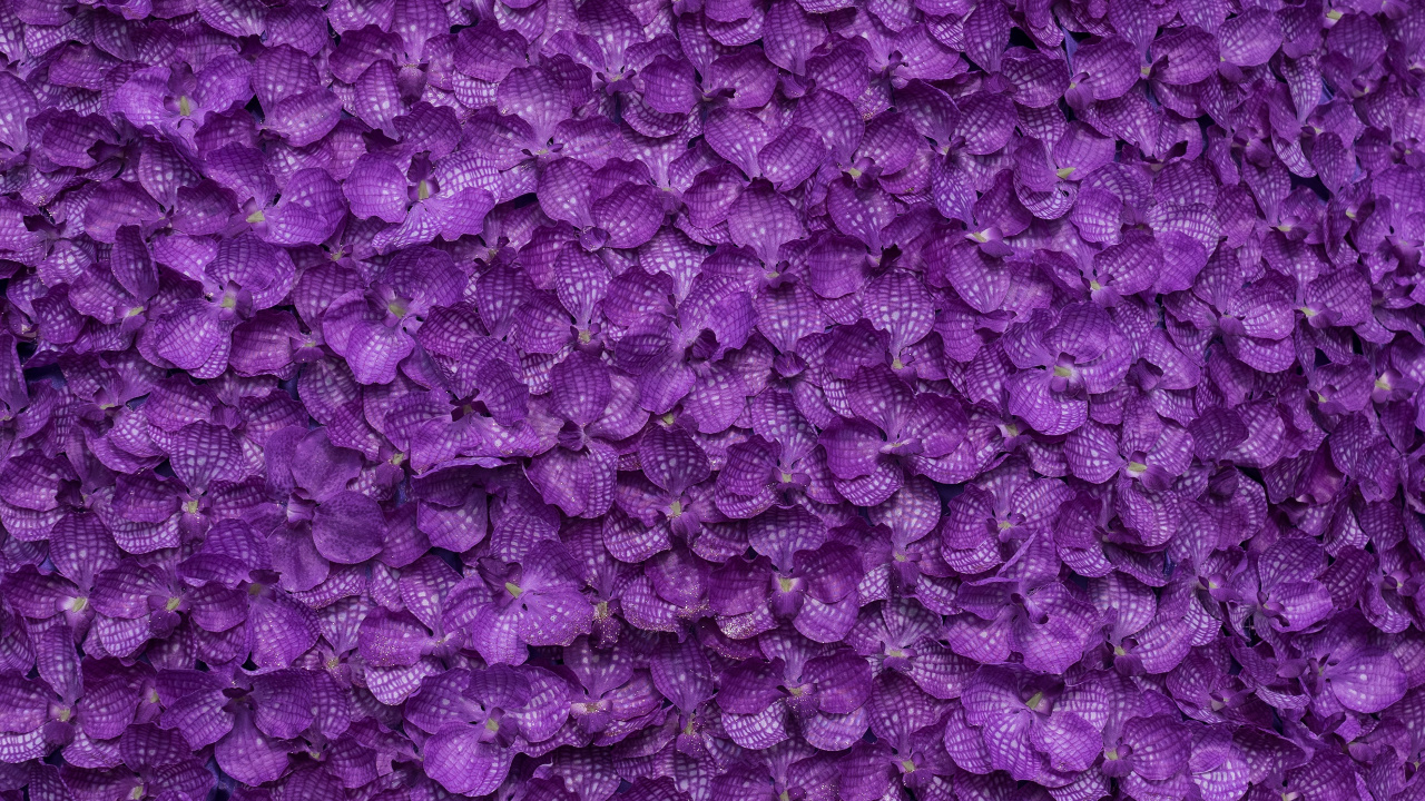 Capullos de Flores Moradas en Fotografía de Cerca. Wallpaper in 1280x720 Resolution