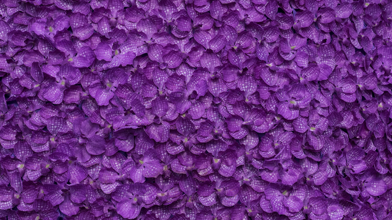 Capullos de Flores Moradas en Fotografía de Cerca. Wallpaper in 1366x768 Resolution