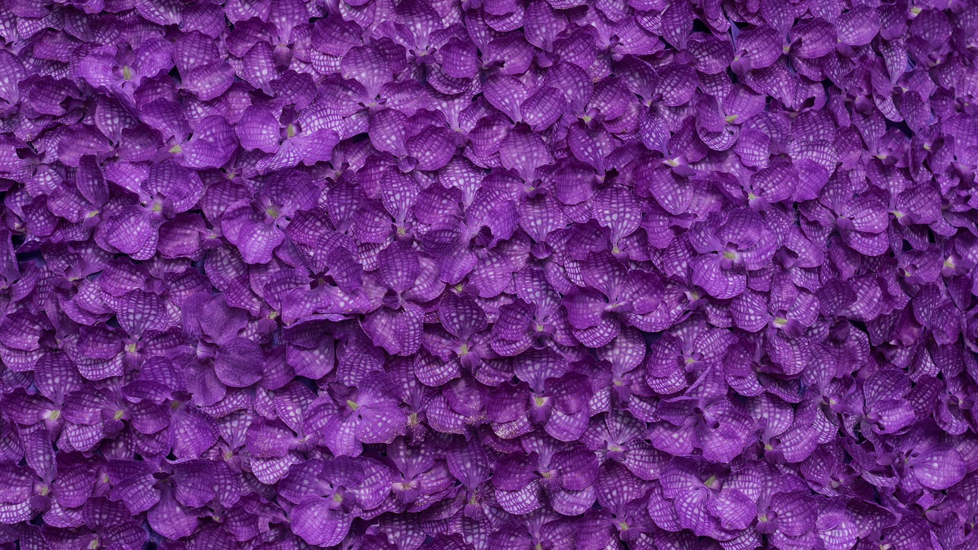 Capullos de Flores Moradas en Fotografía de Cerca. Wallpaper in 1920x1080 Resolution