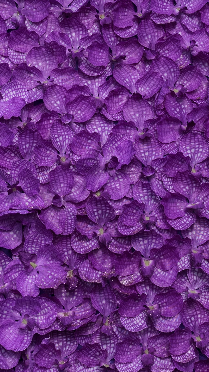 Purple Flower Buds in Close up Photography. Wallpaper in 720x1280 Resolution