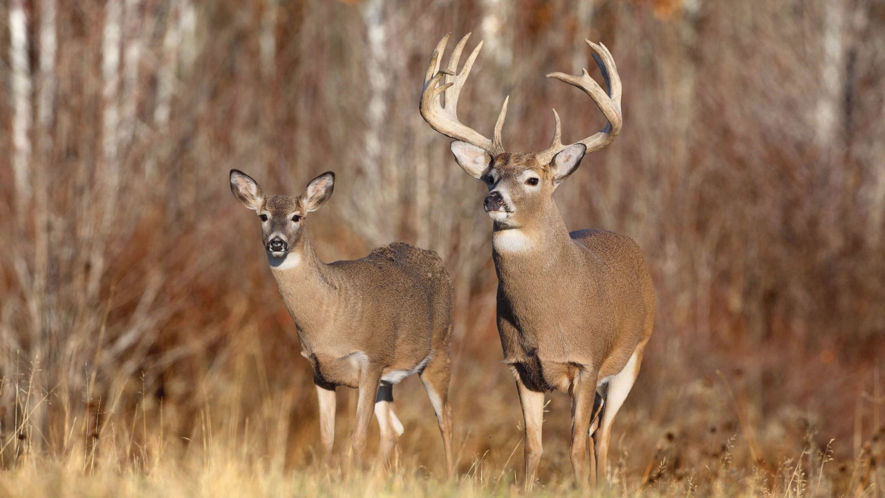 Brown Deer on Brown Grass During Daytime. Wallpaper in 1280x720 Resolution