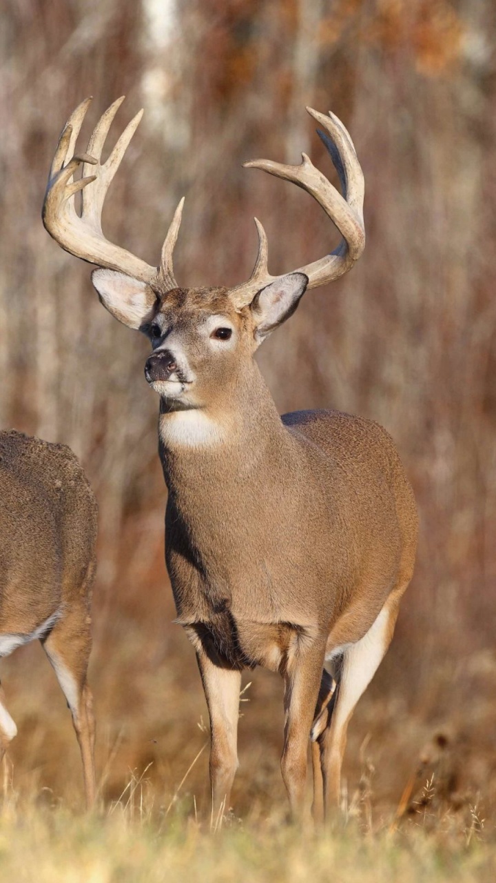 Brown Deer on Brown Grass During Daytime. Wallpaper in 720x1280 Resolution