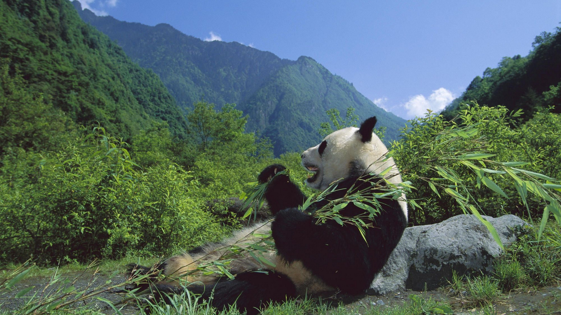 Panda Sur Brown Tree Log Pendant la Journée. Wallpaper in 1920x1080 Resolution