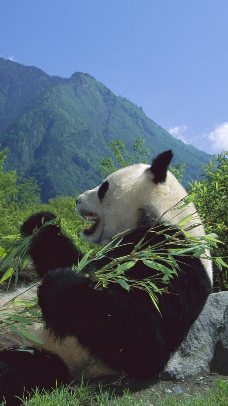 Panda on Brown Tree Log During Daytime. Wallpaper in 750x1334 Resolution