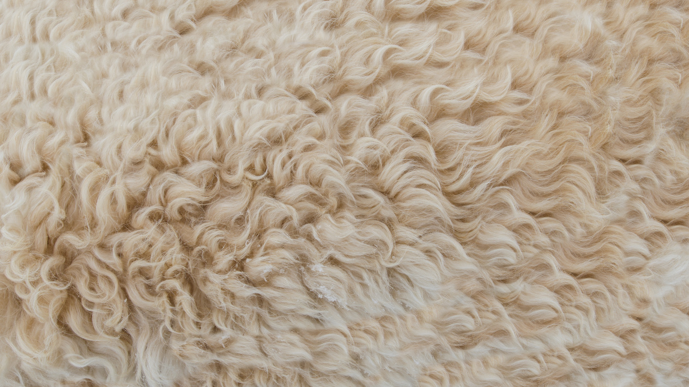 Weißes Fell Textil in Nahaufnahmen. Wallpaper in 1366x768 Resolution
