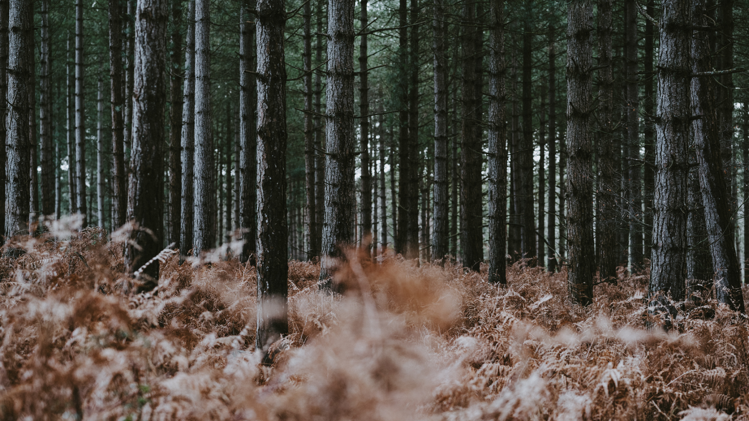 le Nord de la Forêt de Feuillus, Environnement Naturel, Fougère, Woodland, Forêt. Wallpaper in 2560x1440 Resolution