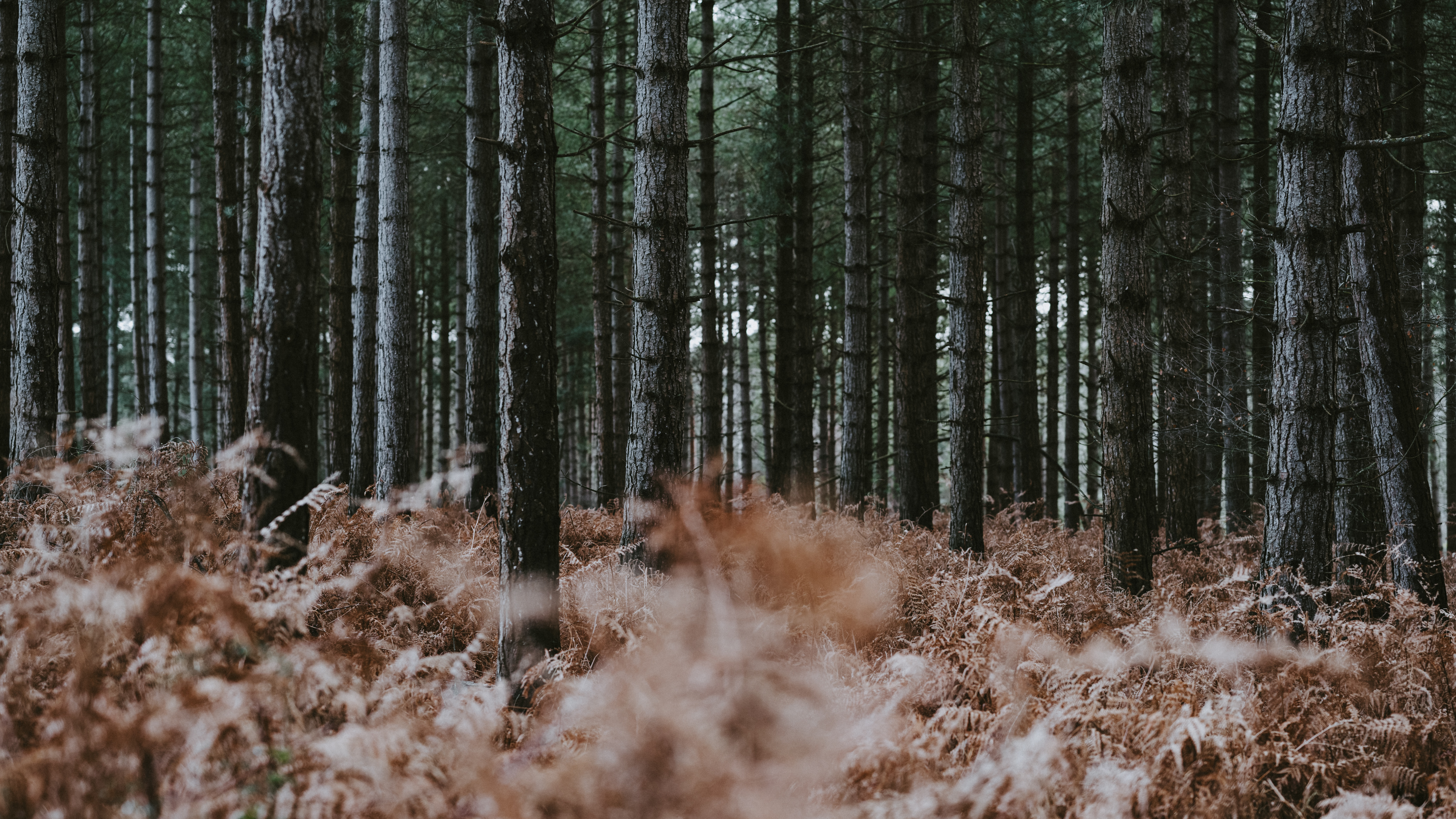 le Nord de la Forêt de Feuillus, Environnement Naturel, Fougère, Woodland, Forêt. Wallpaper in 7680x4320 Resolution