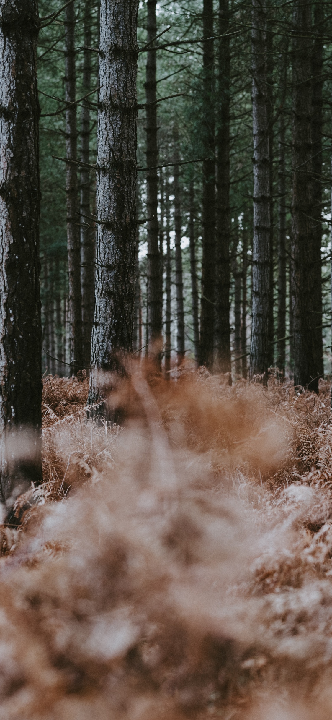 Northern Hardwood Forest, Trunk, Gun Barrel, Natural Environment, Fern. Wallpaper in 1125x2436 Resolution