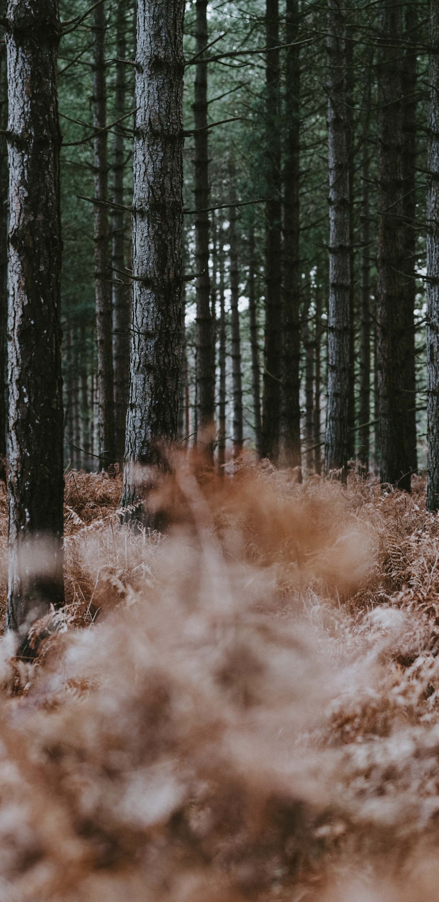 Northern Hardwood Forest, Trunk, Gun Barrel, Natural Environment, Fern. Wallpaper in 1440x2960 Resolution
