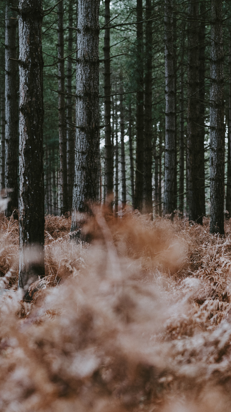 Northern Hardwood Forest, Trunk, Gun Barrel, Natural Environment, Fern. Wallpaper in 750x1334 Resolution