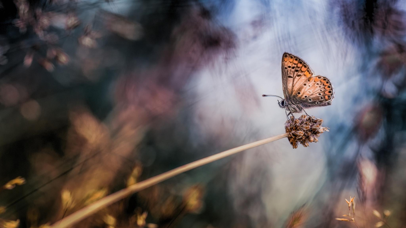 Brown and White Butterfly Perched on White Stick in Close up Photography During Daytime. Wallpaper in 1366x768 Resolution