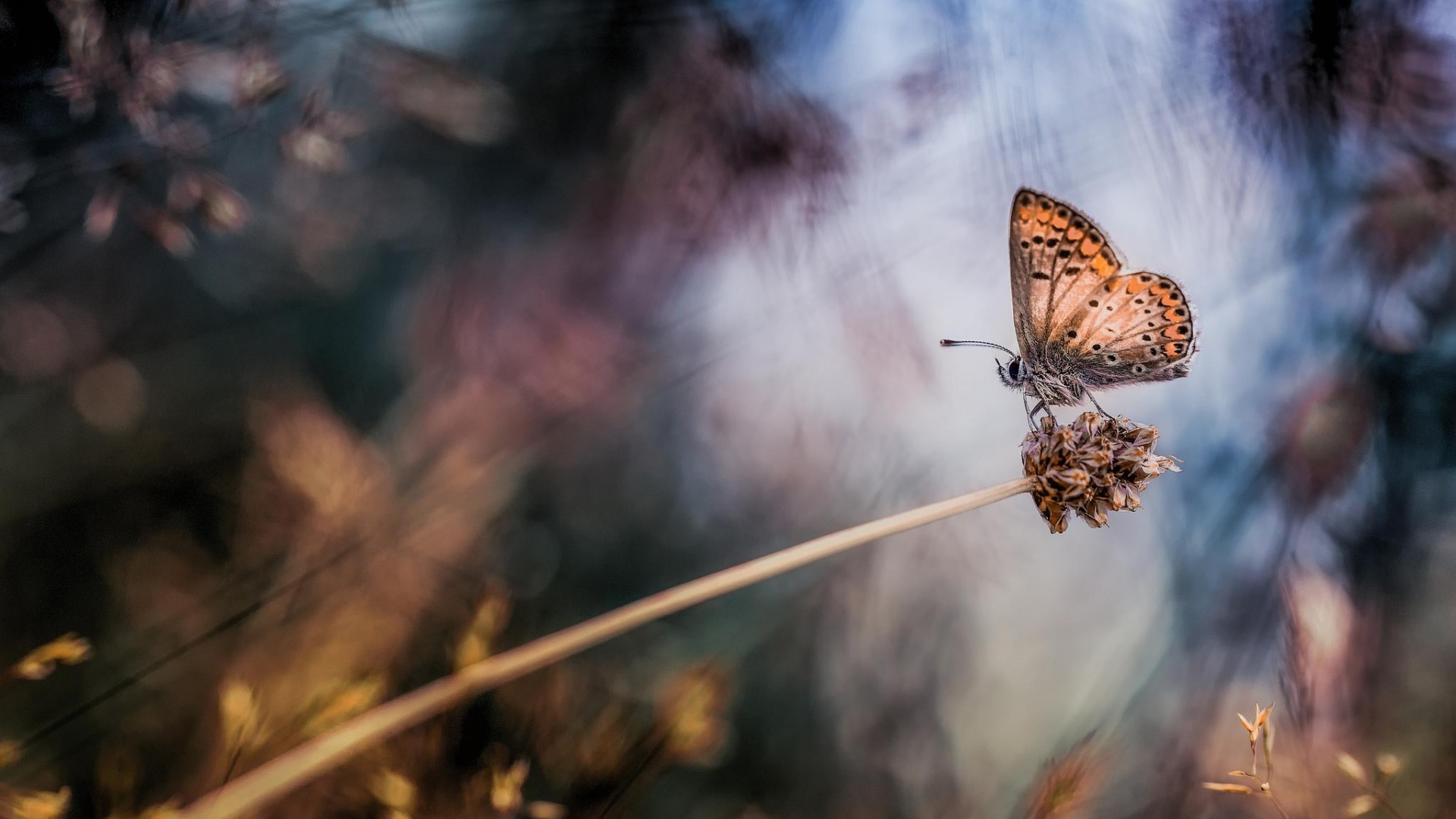 Brown and White Butterfly Perched on White Stick in Close up Photography During Daytime. Wallpaper in 1920x1080 Resolution
