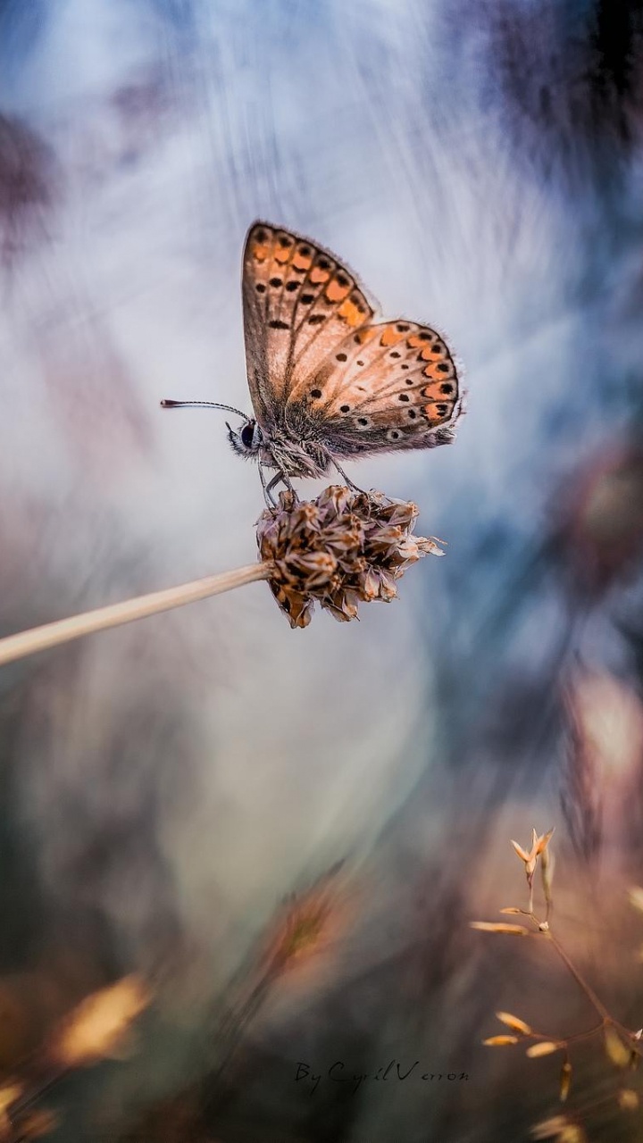 Brown and White Butterfly Perched on White Stick in Close up Photography During Daytime. Wallpaper in 720x1280 Resolution