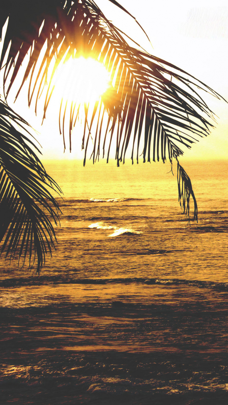 Sombrillas de Playa en la Orilla de la Playa Durante la Puesta de Sol. Wallpaper in 750x1334 Resolution