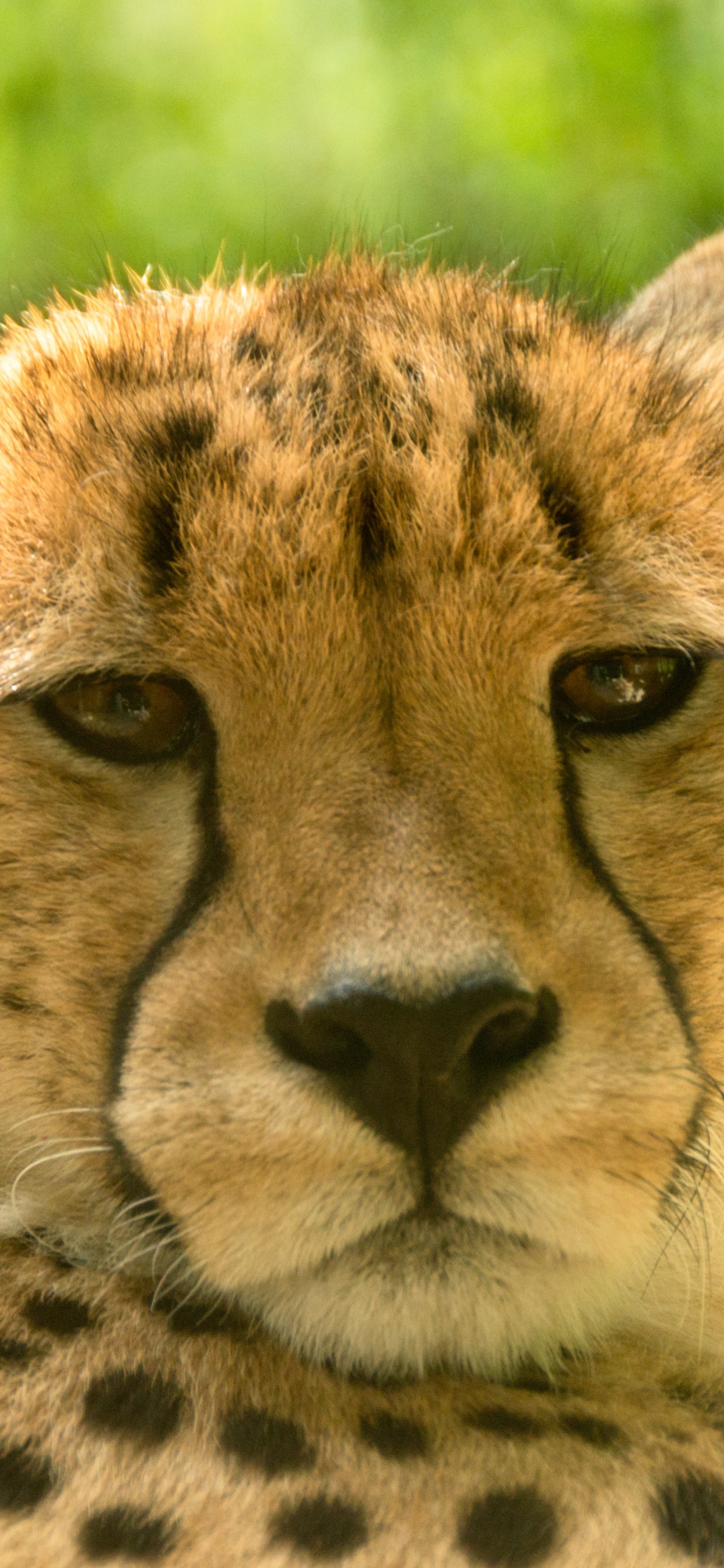 Cheetah on Green Grass During Daytime. Wallpaper in 1242x2688 Resolution