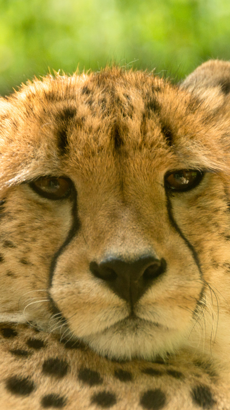 Cheetah on Green Grass During Daytime. Wallpaper in 750x1334 Resolution