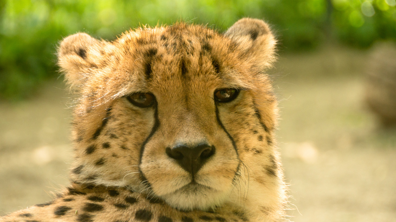 Guépard Sur L'herbe Verte Pendant la Journée. Wallpaper in 1280x720 Resolution