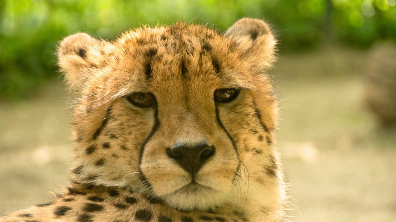 Gepard Auf Grünem Gras Tagsüber. Wallpaper in 1366x768 Resolution