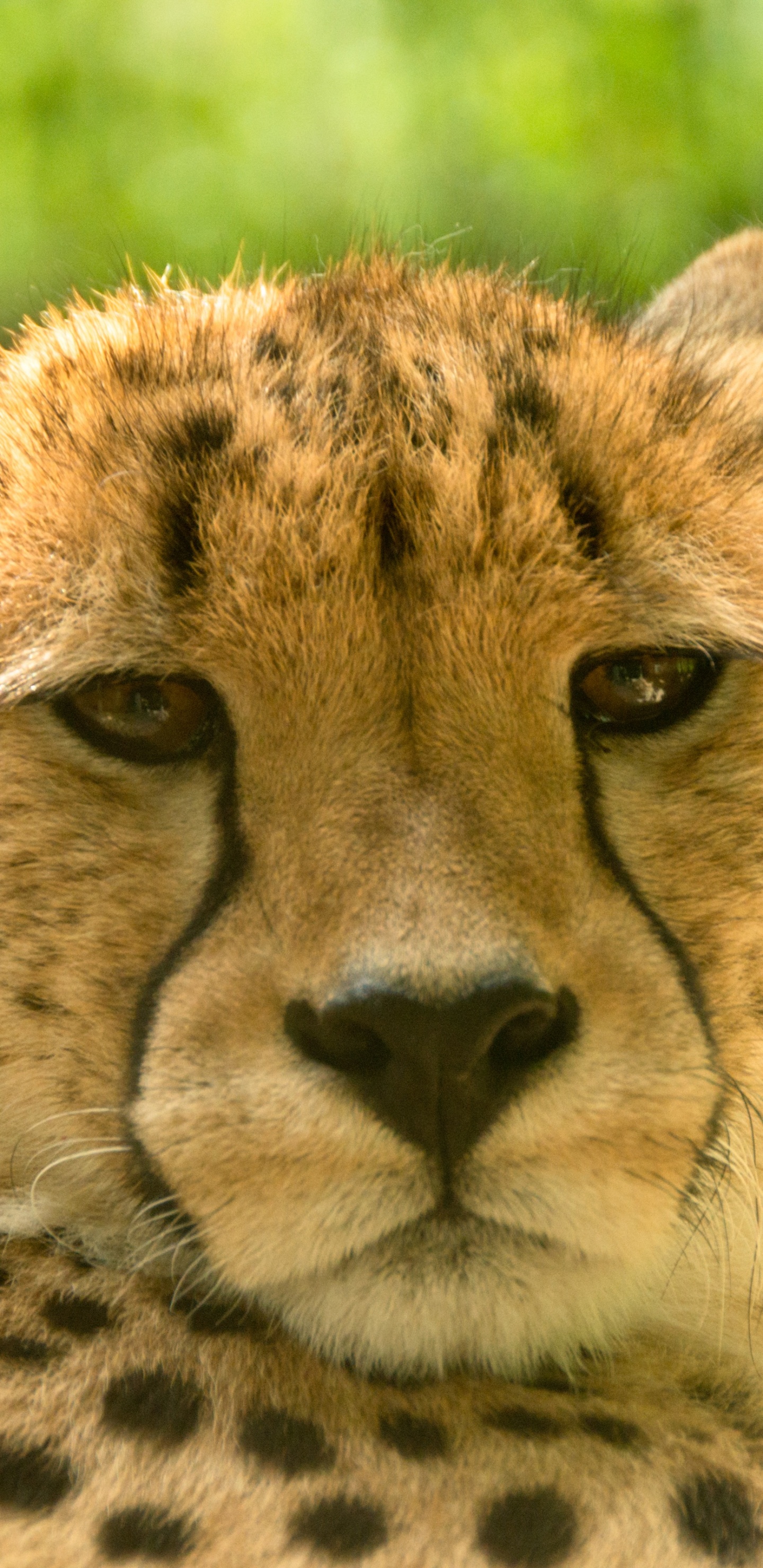 Gepard Auf Grünem Gras Tagsüber. Wallpaper in 1440x2960 Resolution