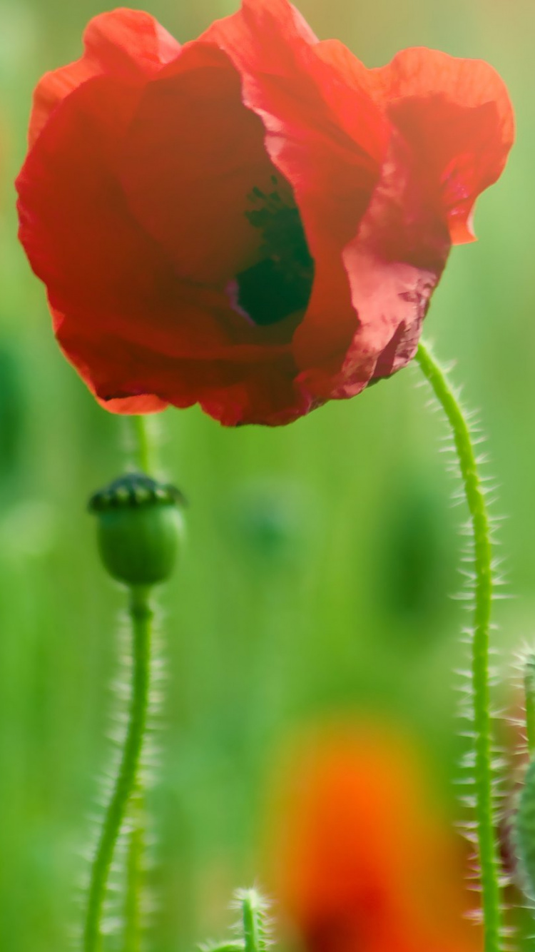 Red Flower in Green Grass Field. Wallpaper in 750x1334 Resolution
