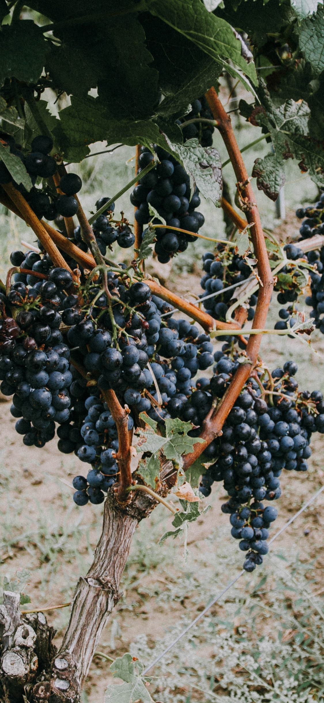 Blaue Beeren Auf Braunem Ast. Wallpaper in 1125x2436 Resolution