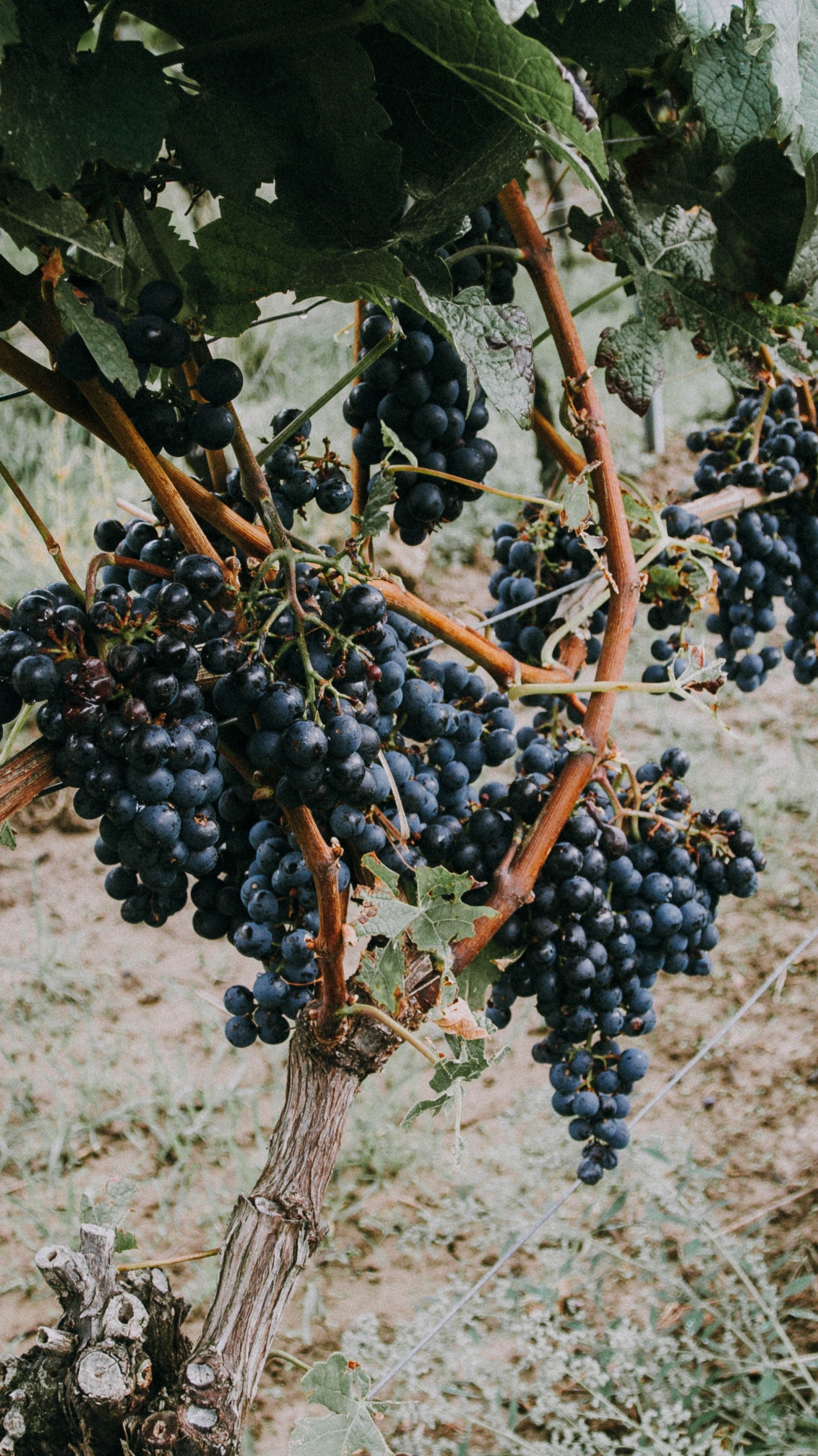 Blaue Beeren Auf Braunem Ast. Wallpaper in 1440x2560 Resolution