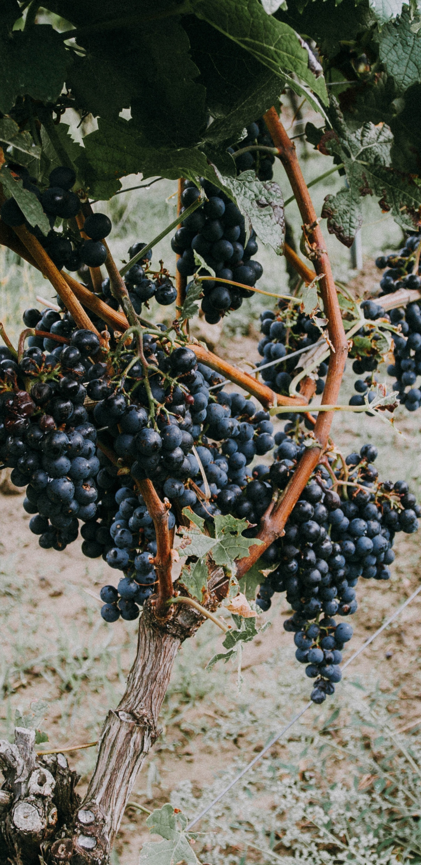 Blaue Beeren Auf Braunem Ast. Wallpaper in 1440x2960 Resolution