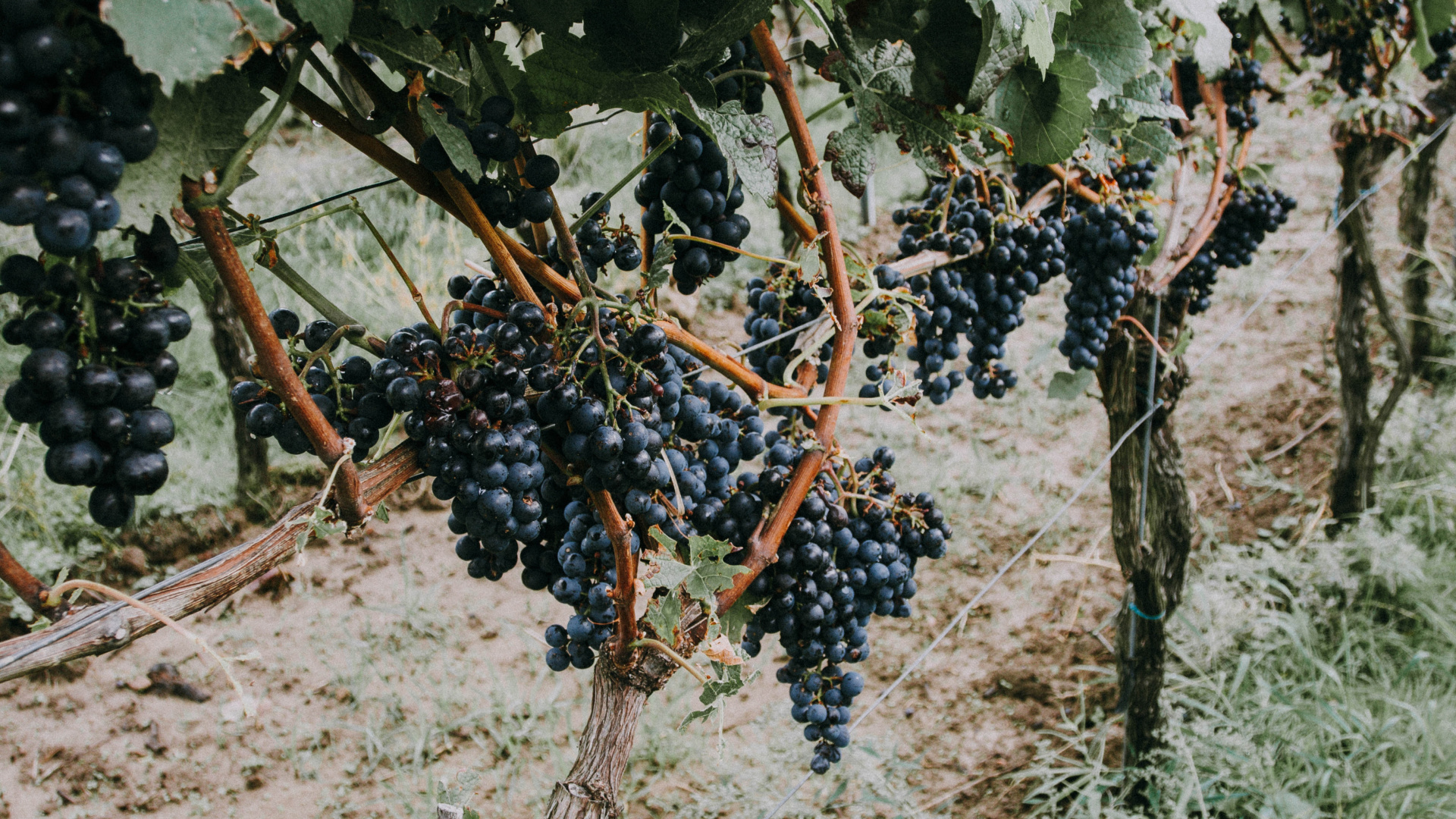 Blaue Beeren Auf Braunem Ast. Wallpaper in 1920x1080 Resolution