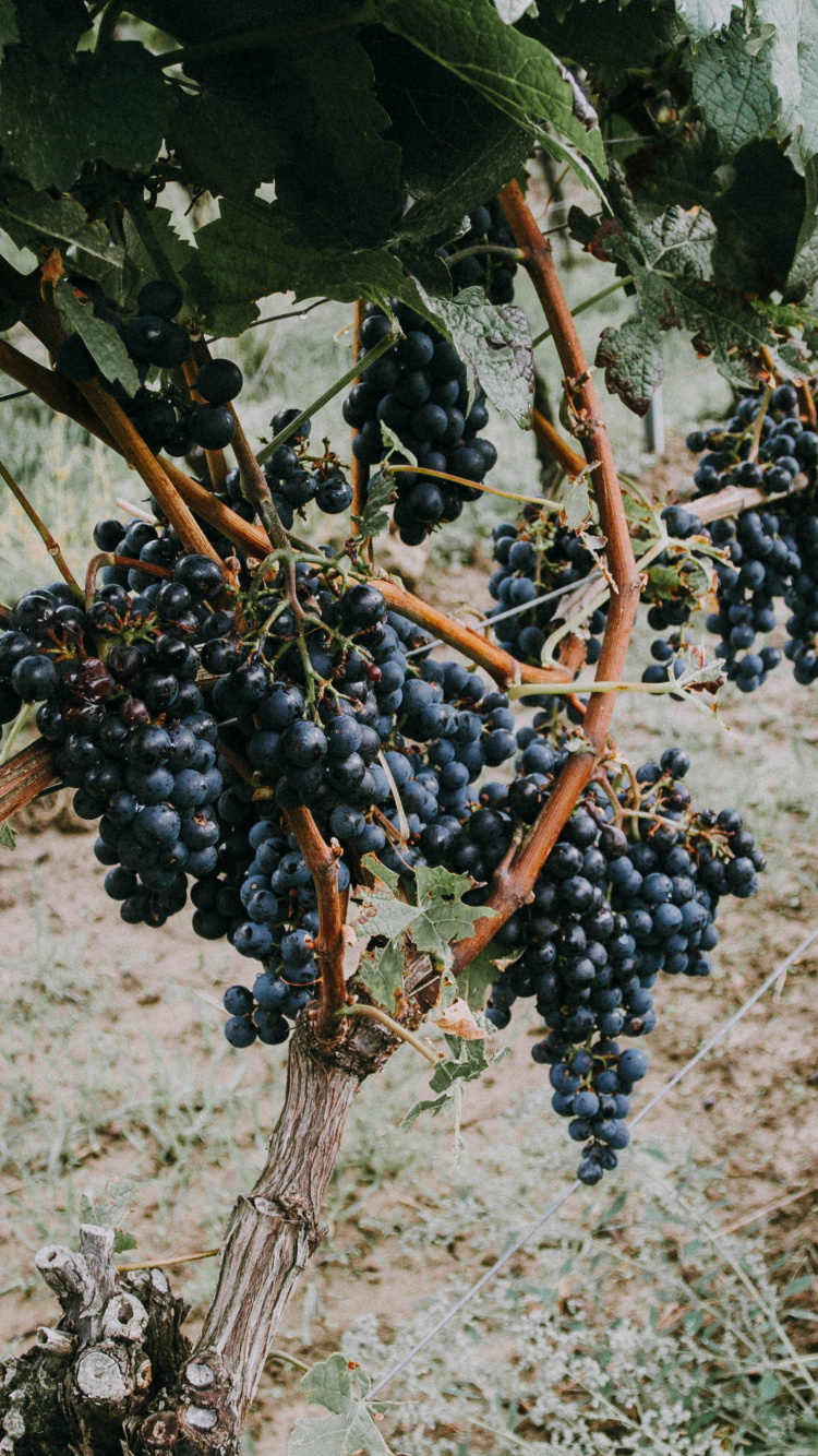 Blue Berries on Brown Tree Branch. Wallpaper in 750x1334 Resolution