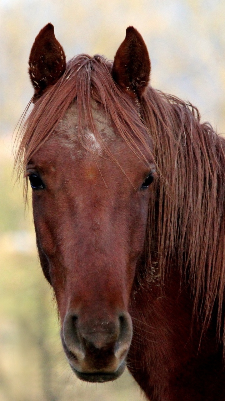 Brown Horse in Close up Photography During Daytime. Wallpaper in 720x1280 Resolution