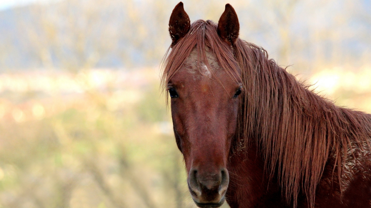 Cheval Brun en Photographie Rapprochée Pendant la Journée. Wallpaper in 1280x720 Resolution