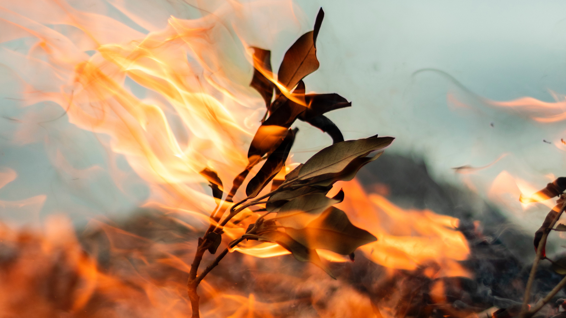 Flamme, Blatt, Wildfire, Hitze, Feuer. Wallpaper in 1920x1080 Resolution