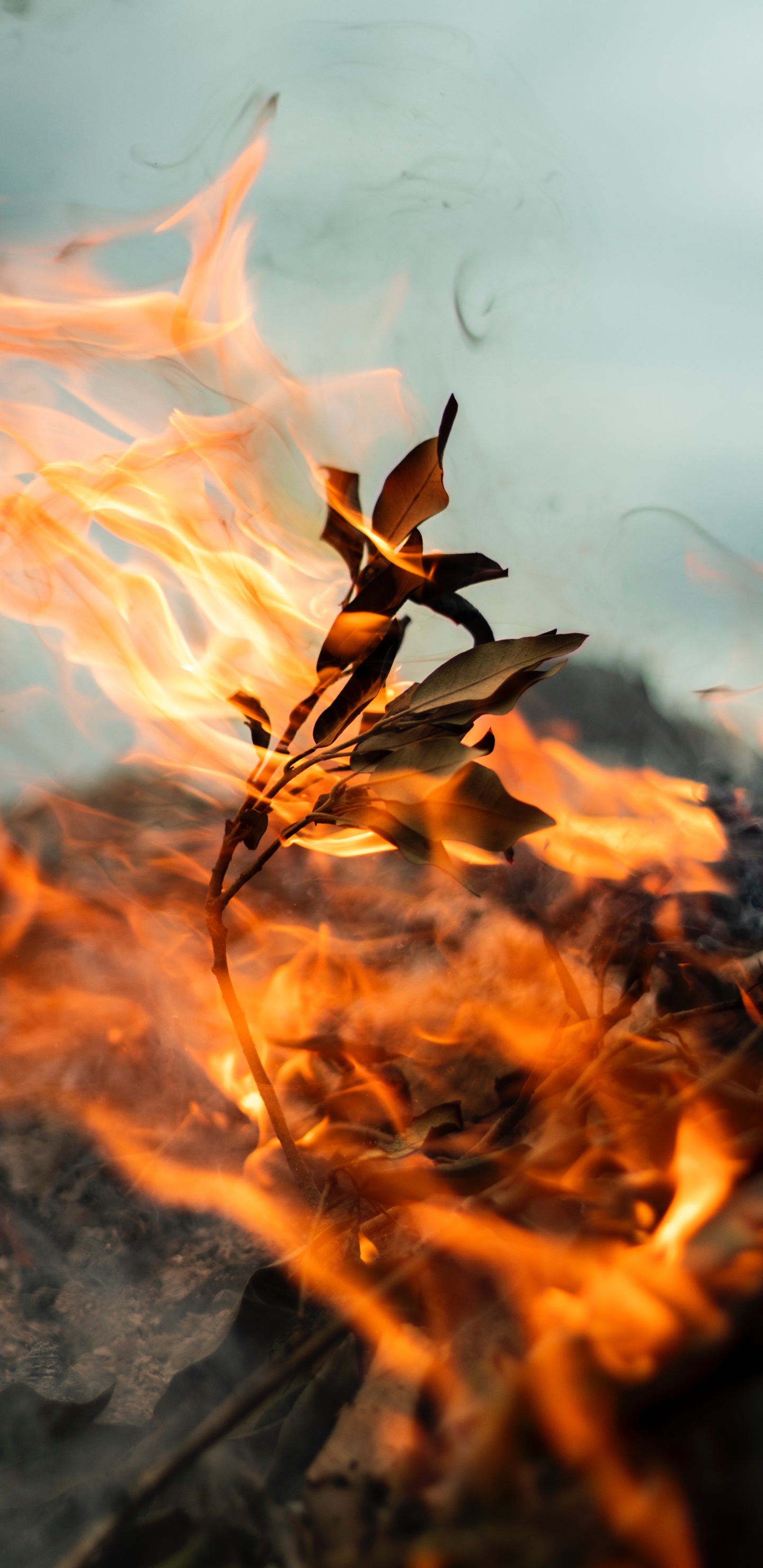 Flame, Leaf, Wildfire, Heat, Fire. Wallpaper in 1440x2960 Resolution