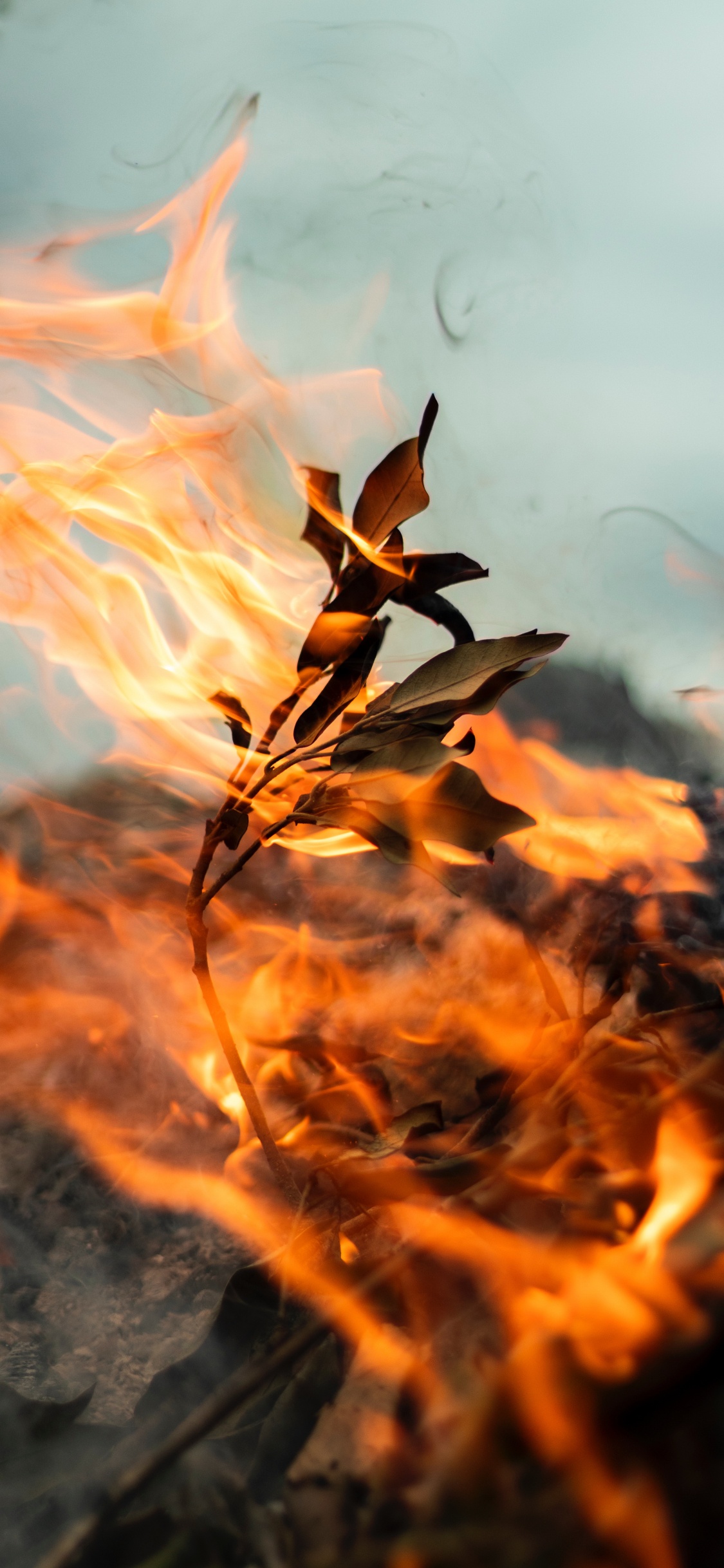 Flamme, Feuille, Traînée, Chaleur, Feu. Wallpaper in 1125x2436 Resolution