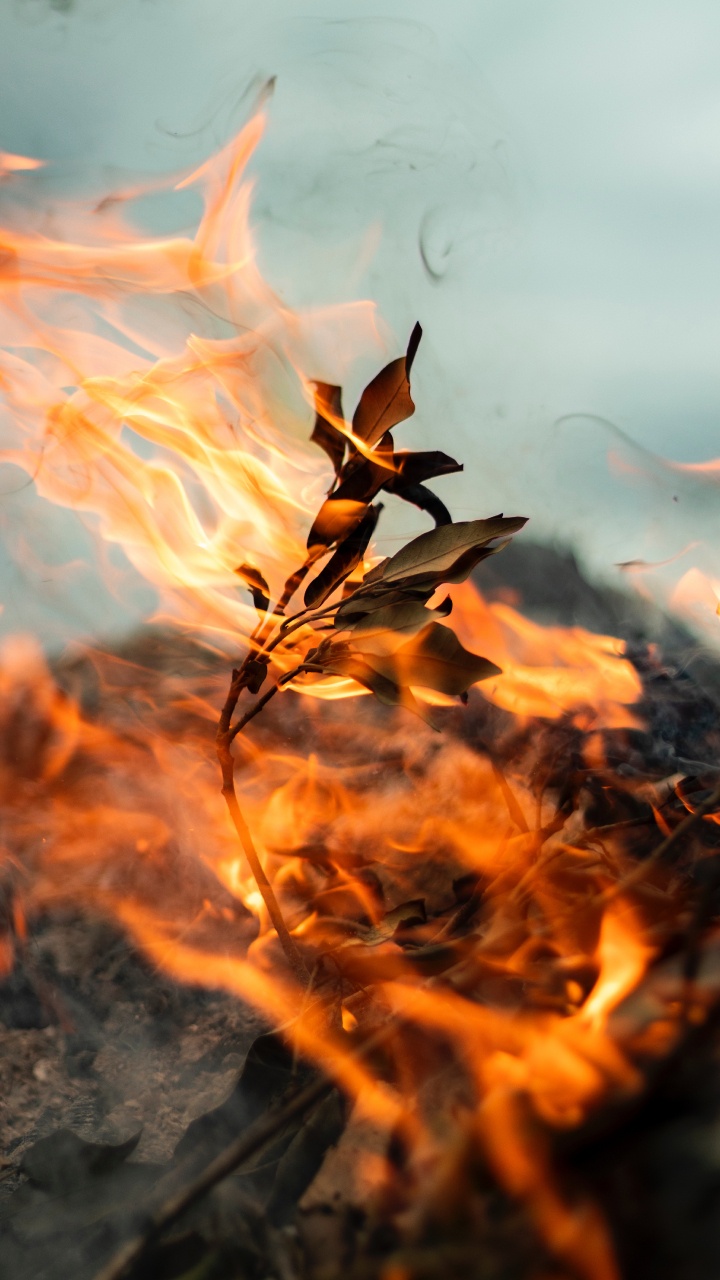 Flamme, Feuille, Traînée, Chaleur, Feu. Wallpaper in 720x1280 Resolution