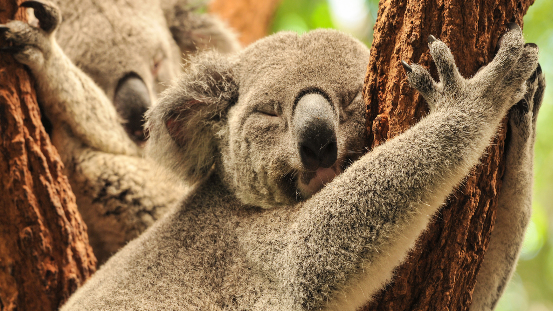 Koala Bear on Brown Tree Branch. Wallpaper in 1920x1080 Resolution