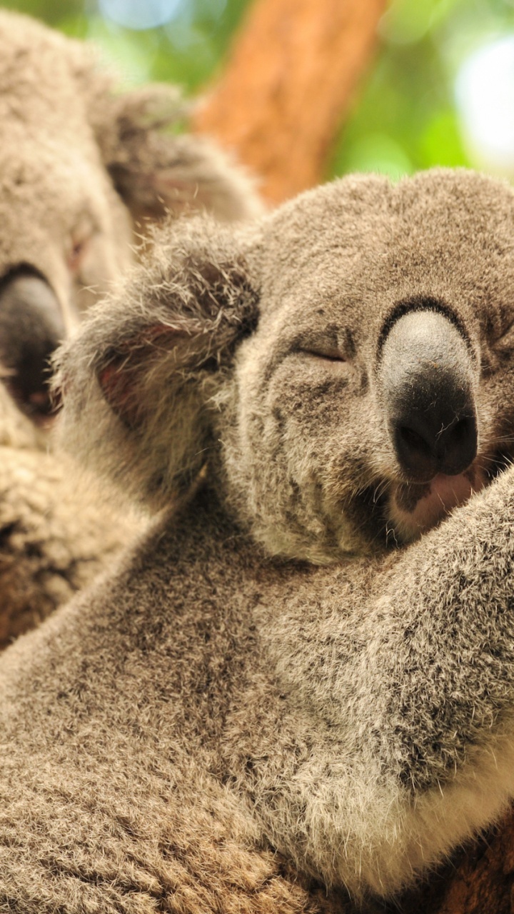 3,000+ Wombat Stock Photos, Pictures & Royalty-Free Images - iStock | Wombat  burrow, Baby wombat, Wombat poo